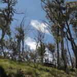 yrtleford - Avventura con il 4x4 sul mt. buffalo national park.